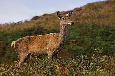 育碧《魔法门之英雄无敌：上古纪元》面向PC公布