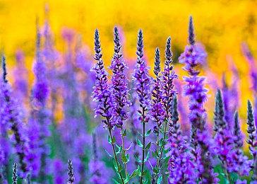 《奥丁：神叛》台服下载及安装教程